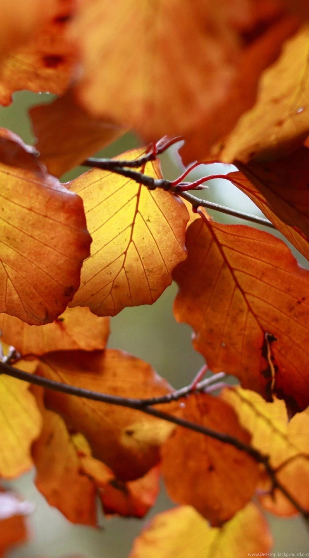 Autumn Leaves Nature