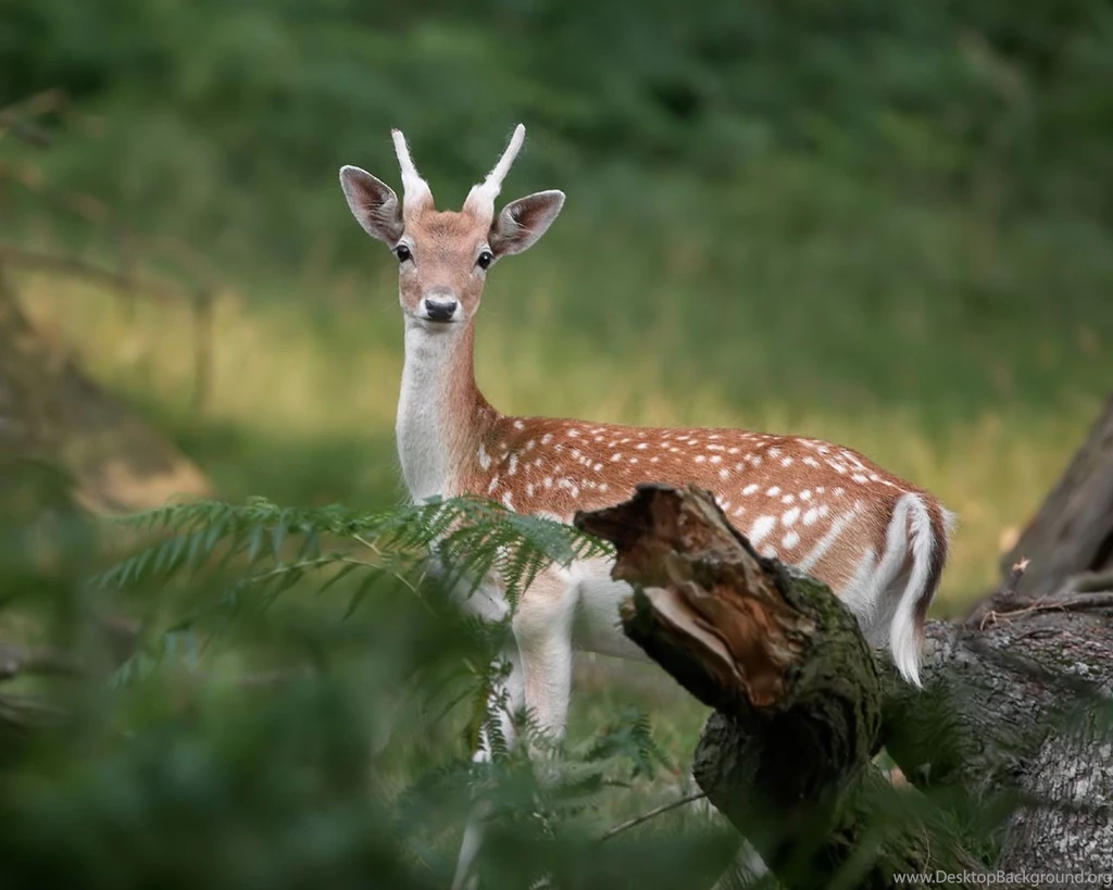Deer Wallpapers For Desktop Backgrounds In HD