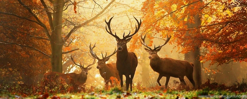Dual Monitor Resolution Deer Wallpapers HD, Desktop Backgrounds ...