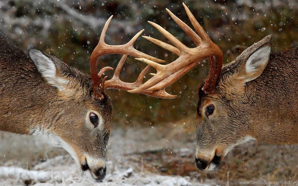 Amazing Two Deer Antlers Wallpapers Desktop