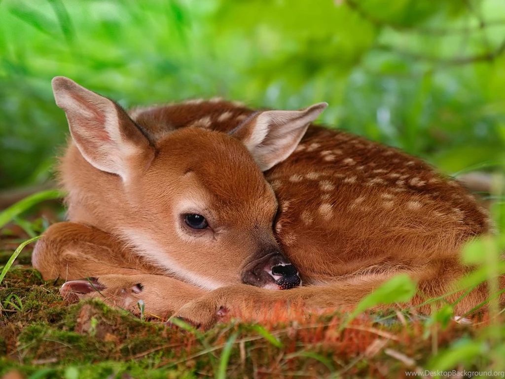Desktop Wallpapers · Gallery · Animals · Red Deer Calf Chital Deer ...