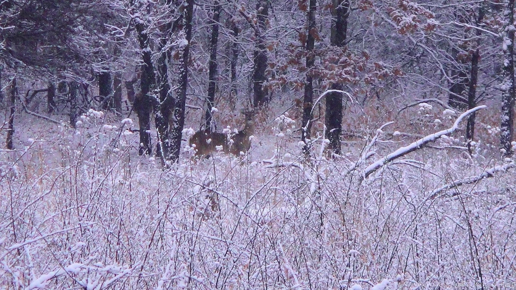 Deer: Deer Snow Hiking Winter Desktop Backgrounds For HD 16:9 High ...