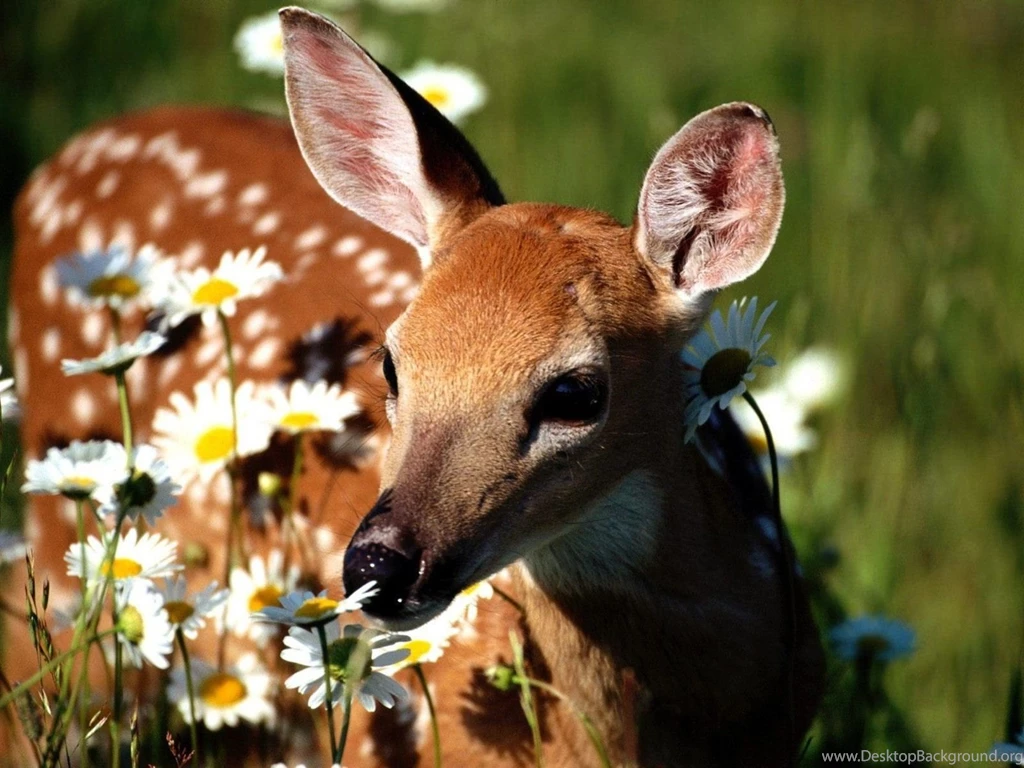 Wallpaper: Deer Wallpapers For Computer