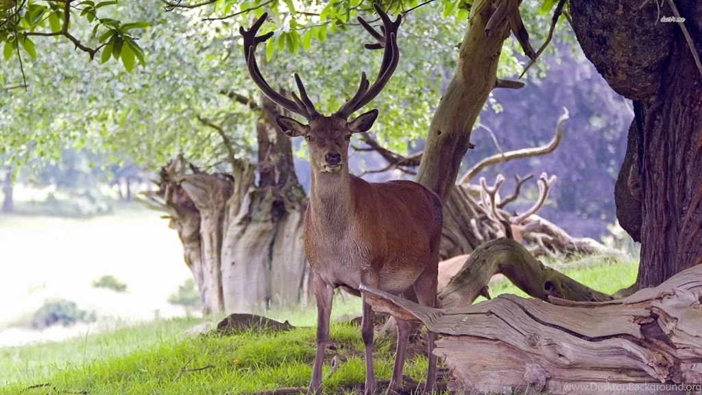 Deer Wallpapers   Animal Wallpapers
