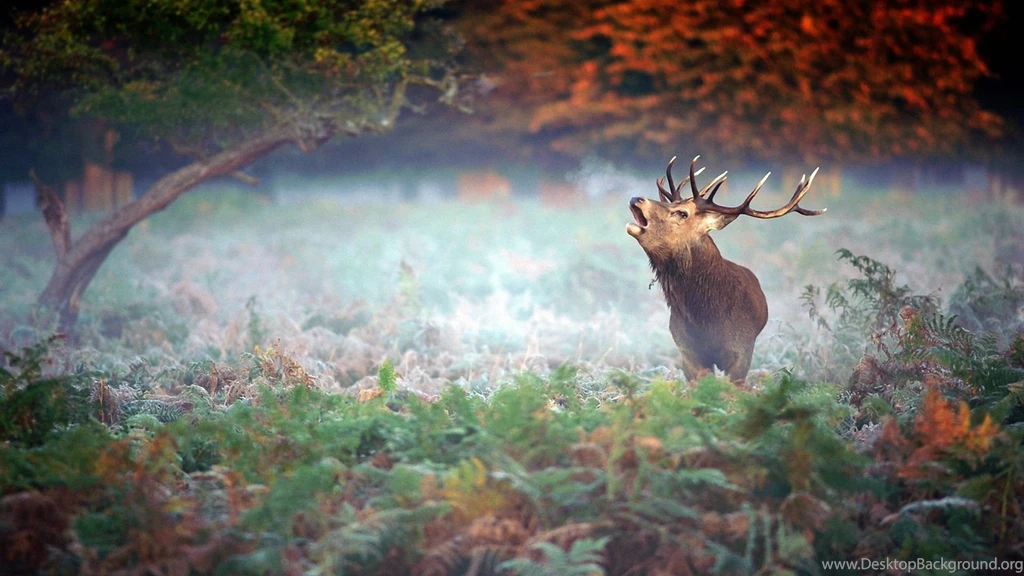 Deer Computer Wallpapers, Desktop Backgrounds