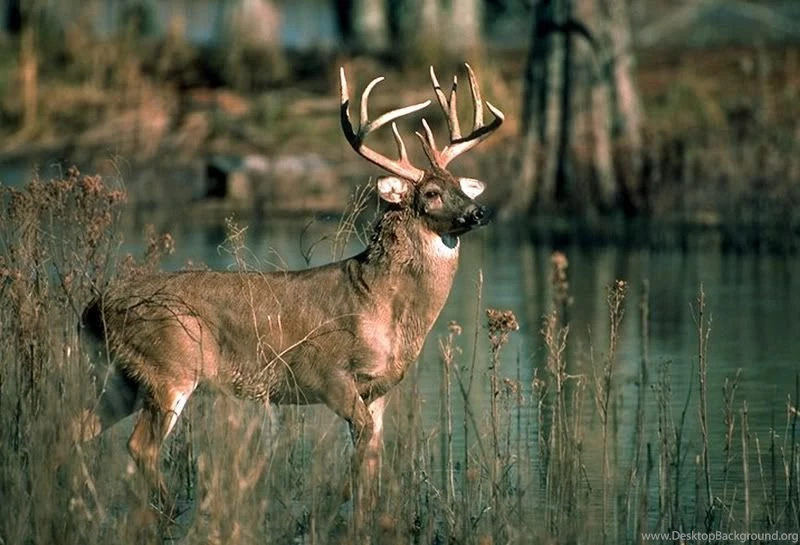 Wellphokannsong: Whitetail Wallpapers