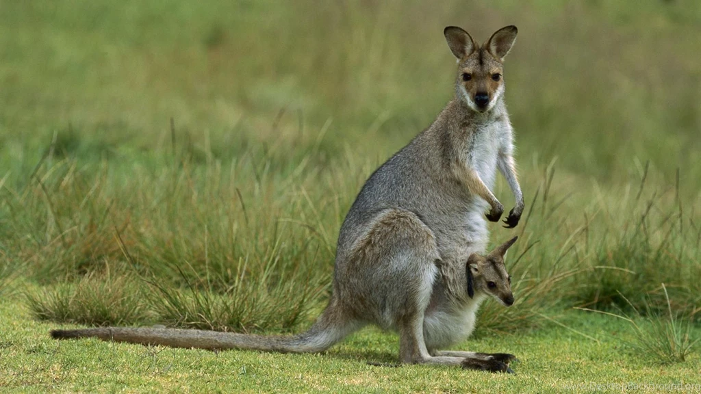 Gallery For Free Animal Wallpapers For Android