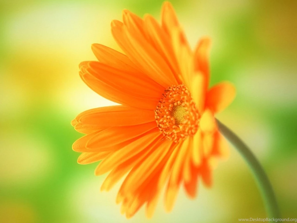 Flower Computer Backgrounds