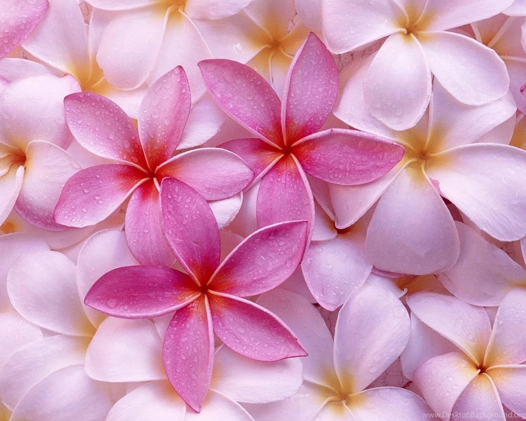Flower Computer Backgrounds Flowers Computer Backgrounds