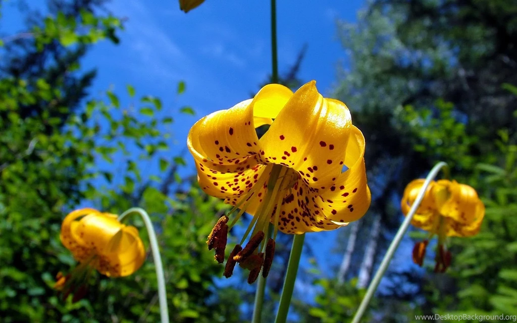 Autumn Flower HD Wallpapers ~ Toptenpack.com