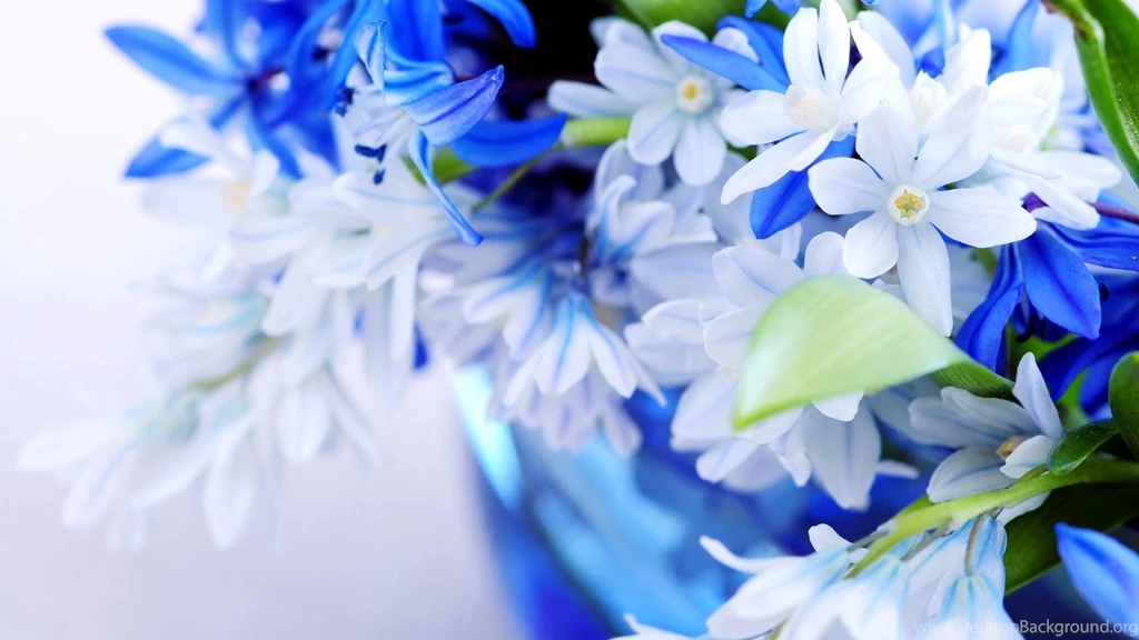 Flower Computer Wallpapers, Desktop Backgrounds