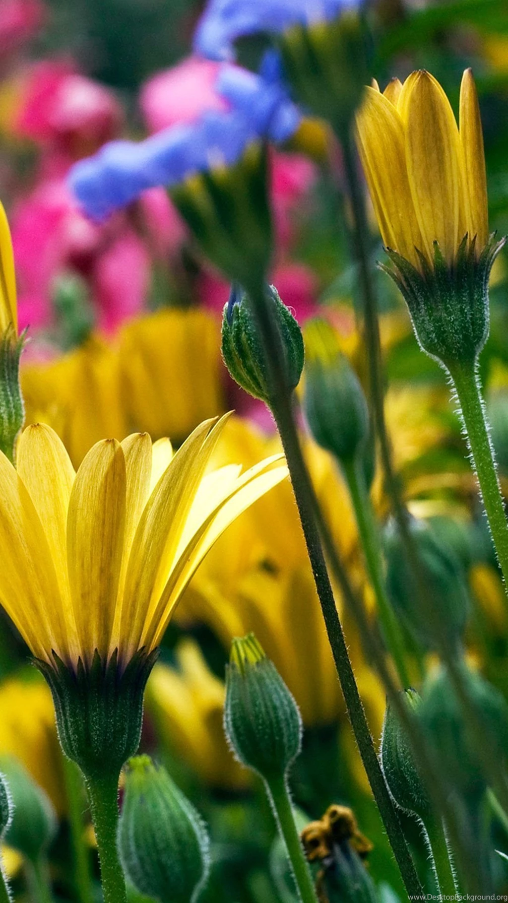 Beautiful Flower Wallpapers For iPhone 6 WALLPAPZ WALLPAPZ