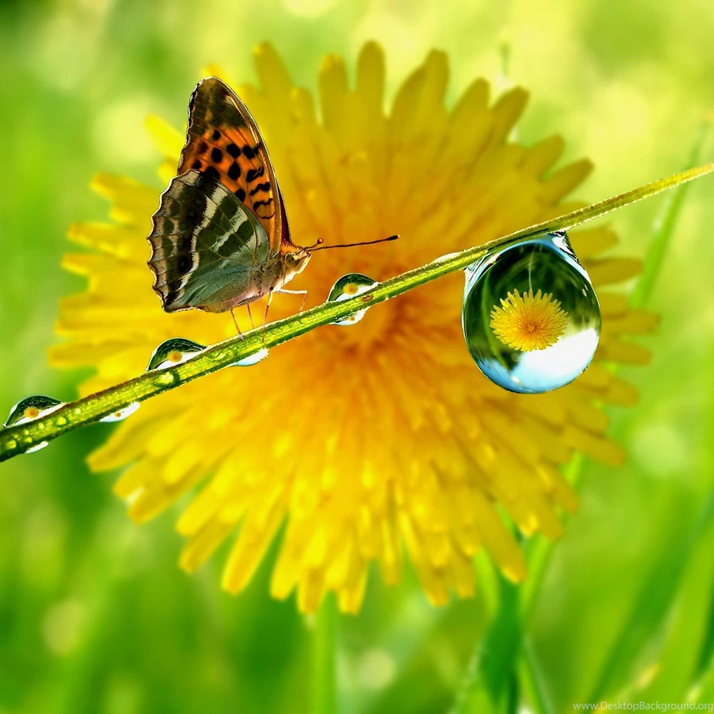 New ipad wallpaper hd 2048×2048 603