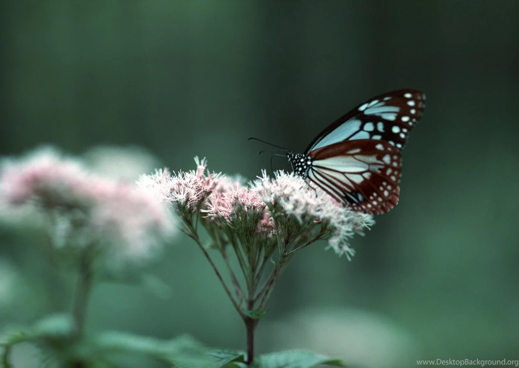 Gallery For Backgrounds Wallpapers For Android Tablet