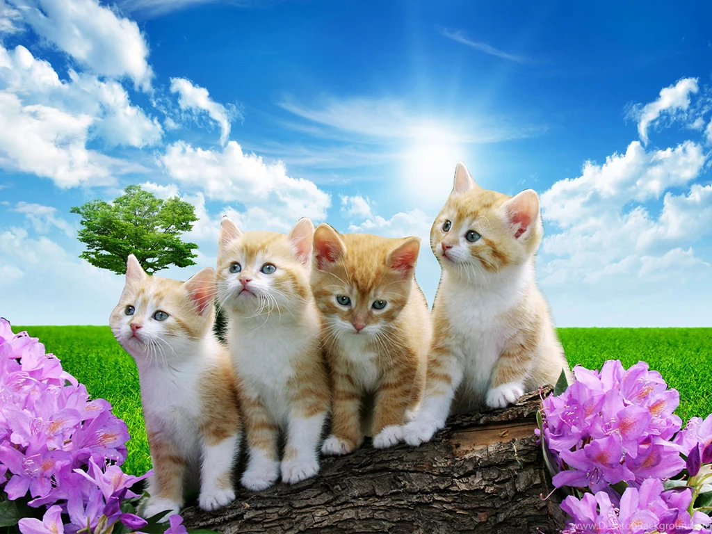 Wallpaperlite.com