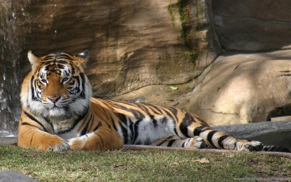 Widescreen Animal Wallpapers 1440x900 NO.2 Desktop Wallpapers ...