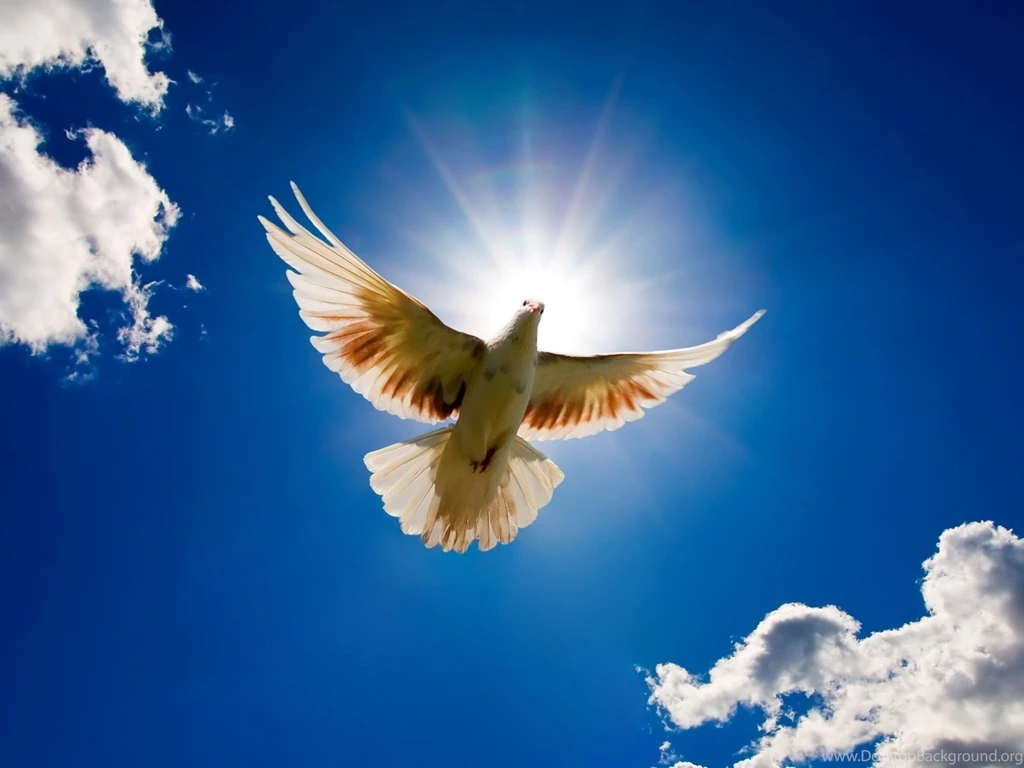 Download Flying Bird Wallpapers High Resolution