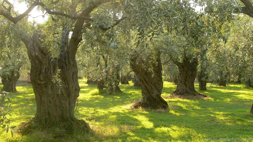 Trees HD Wallpapers