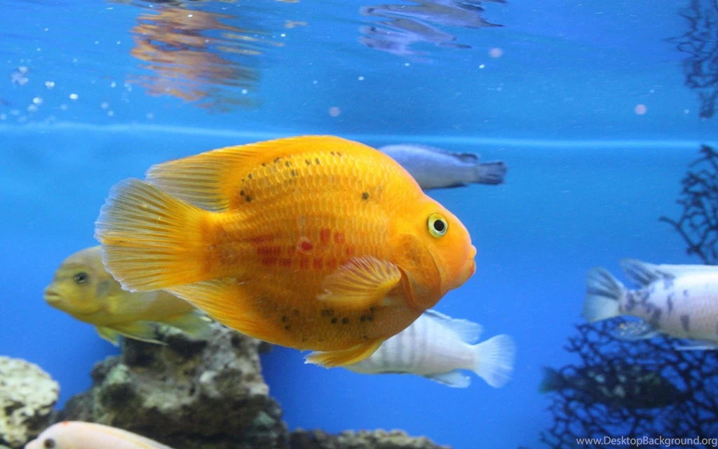 Fish HD Wallpapers   , New Wallpapers, New Wallpapers