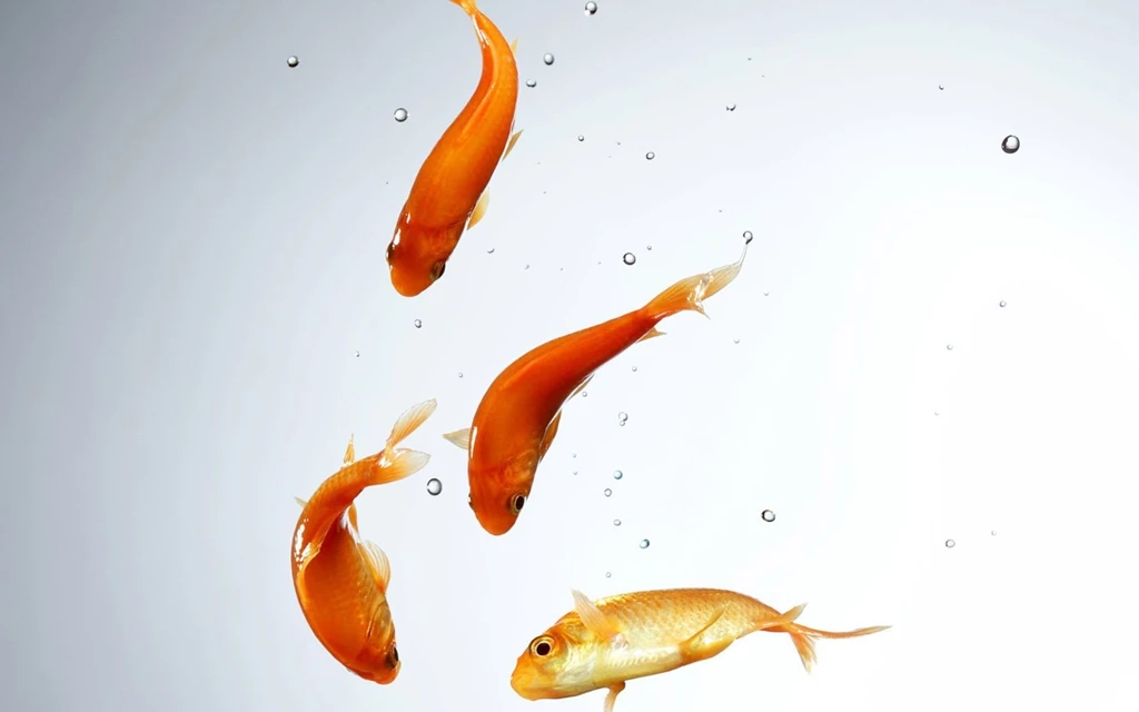 Fish Wallpapers Full HD For Dekstop 41056 Full HD Wallpapers Desktop ...