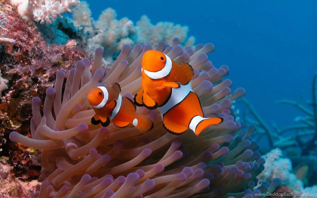 Coral Reef Backgrounds