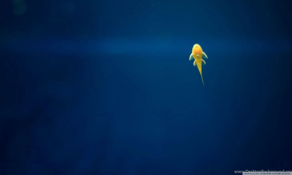 Armenia, Fish HD Desktop Wallpapers : Widescreen : High Definition ...