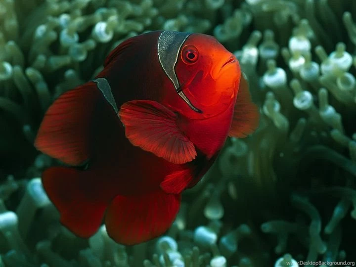 Beautiful Wallpapers: Beautiful Fish Wallpapers