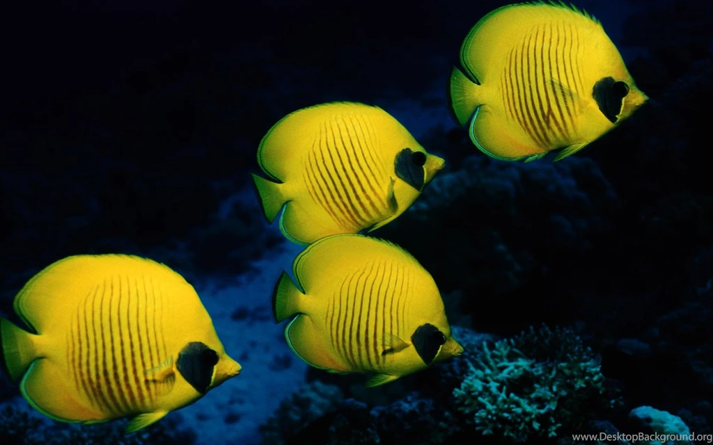 Fish HD & HQ Wallpapers : Digipraim.com