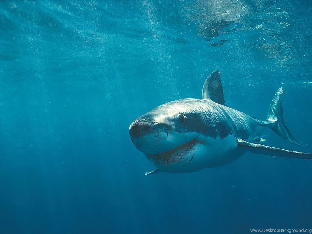 WHITE SHARK WALLPAPER   (