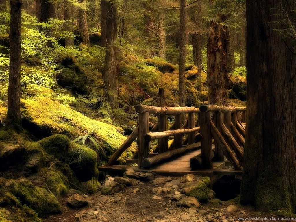 Forest Wallpapers 1600x1200 (