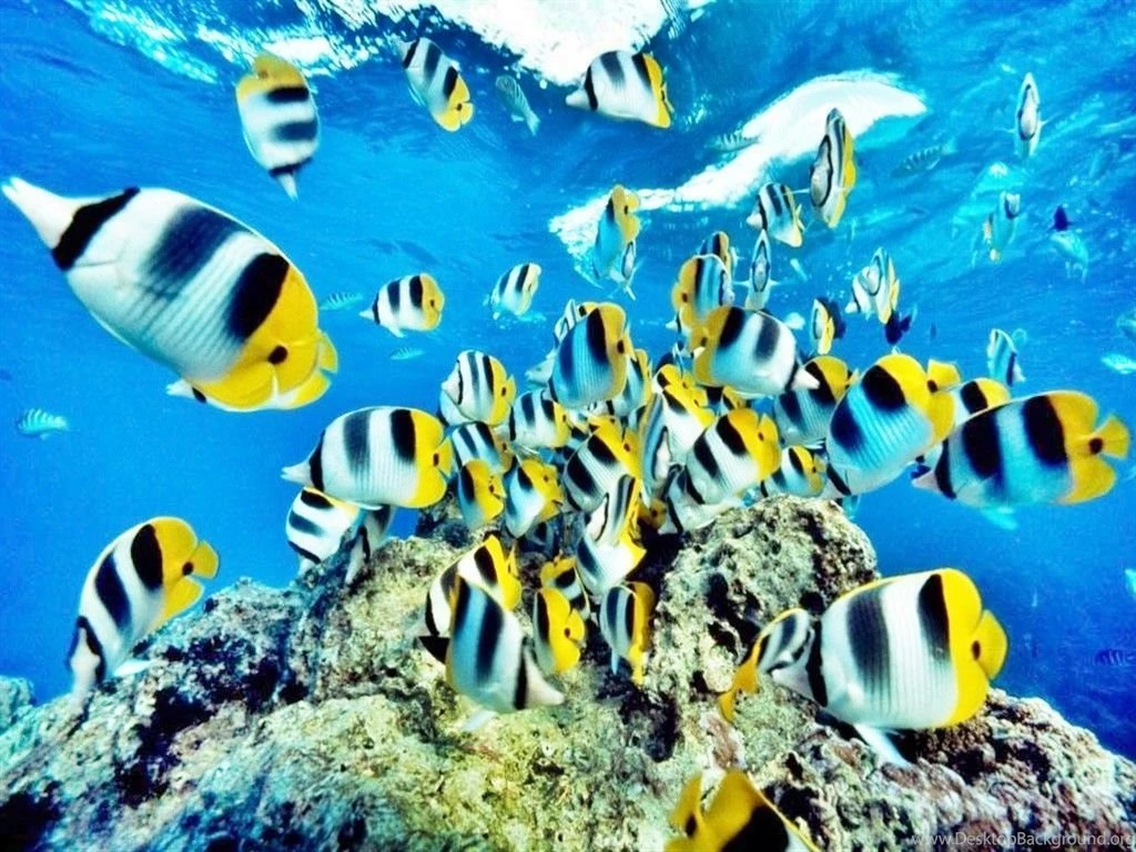 Fish HD Desktop Wallpapers
