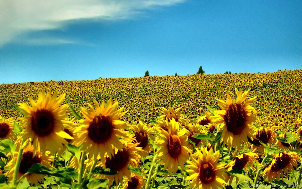 Summer Background.jpg