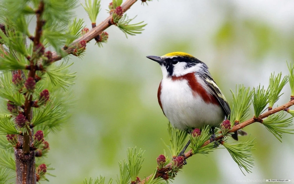 Spring Animal Wallpapers
