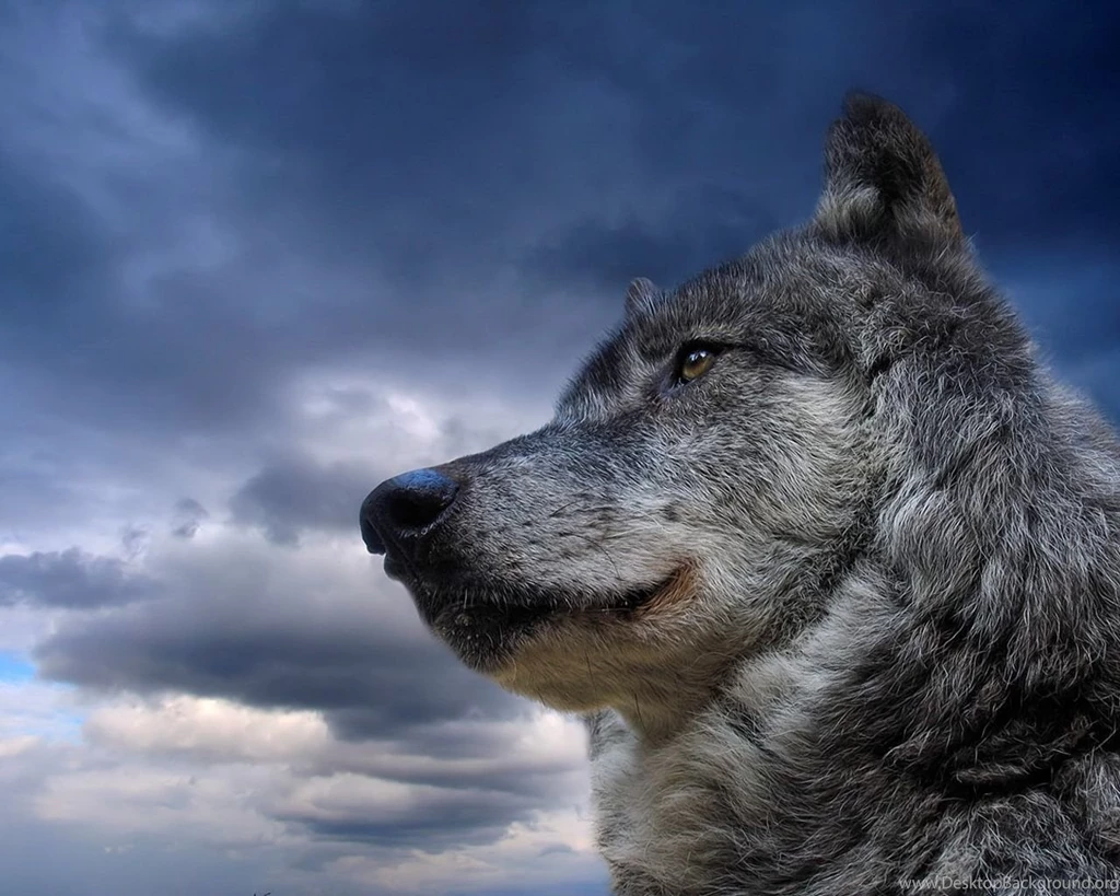Wolf Computer Wallpapers, Desktop Backgrounds