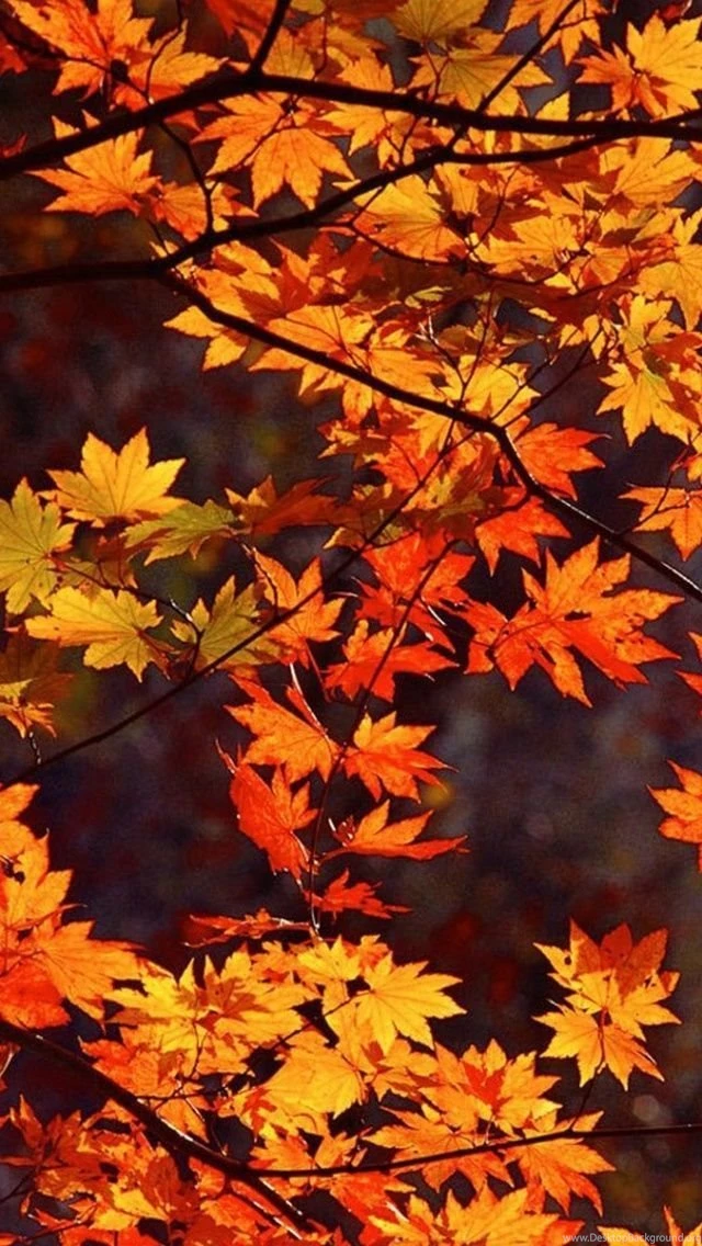 Gallery For   Autumn Wallpapers Iphone