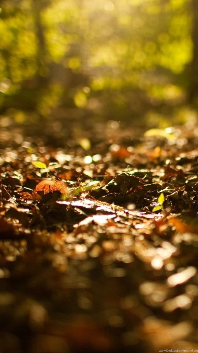Fall Wallpapers For iPhone 5