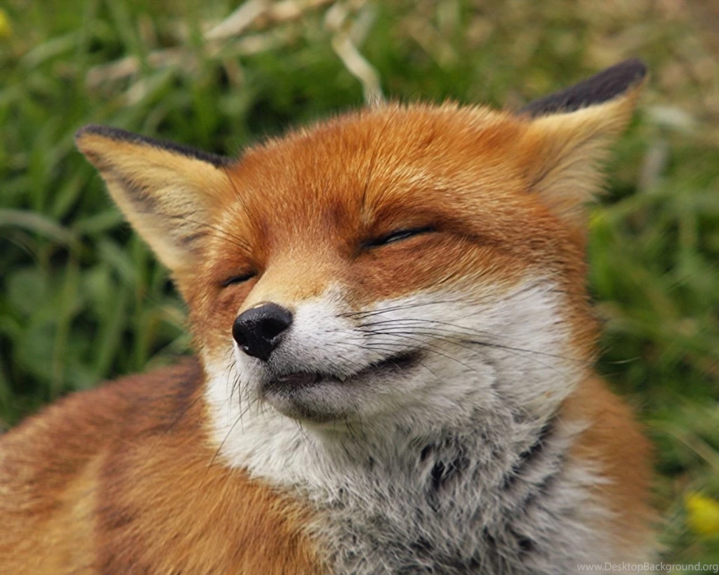 1280x1024 Red Fox Hd Wallpapers
