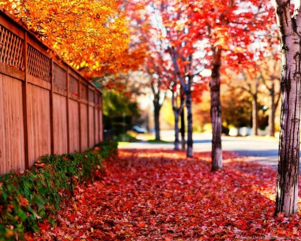 Fall Iphone 5 Wallpapers