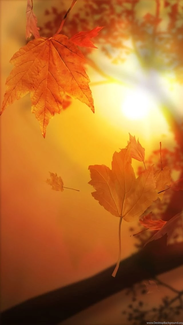 Fall Wallpapers For iPhone 5