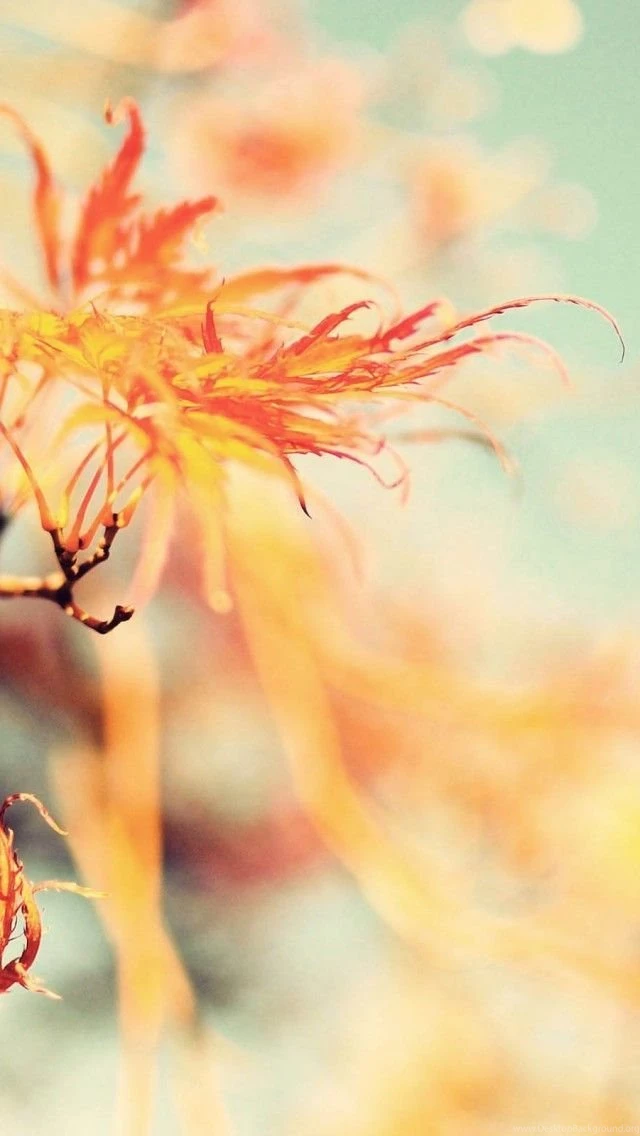 Wallpapers Weekends: Fall Into Autumn