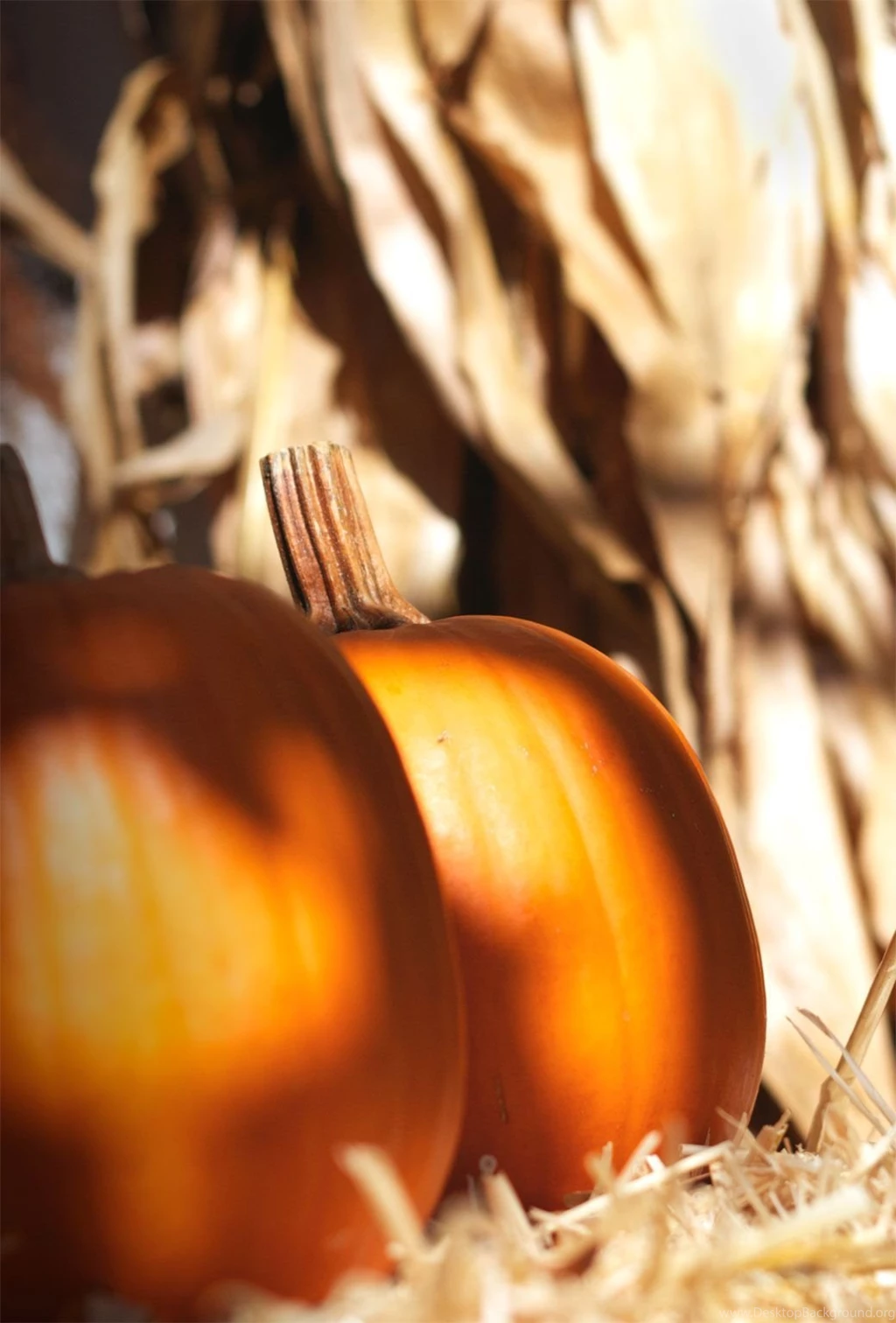 Fall Iphone 5 Wallpapers