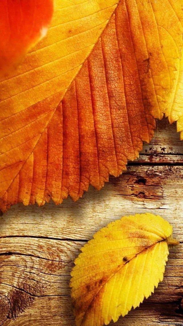 Wallpapers Weekends: Amazing Fall Leaves Pack For iPhone 5