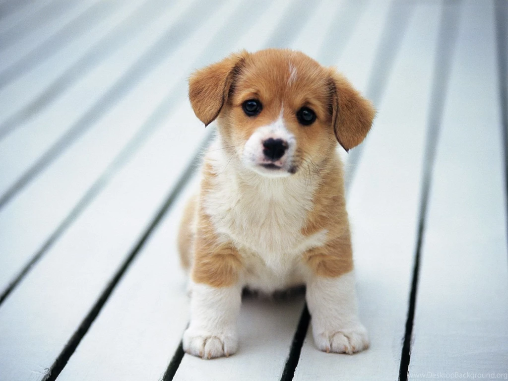 Gallery For Cute Puppy Computer Wallpapers