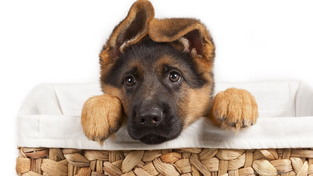 Gallery For German Shepherd Puppy Wallpapers
