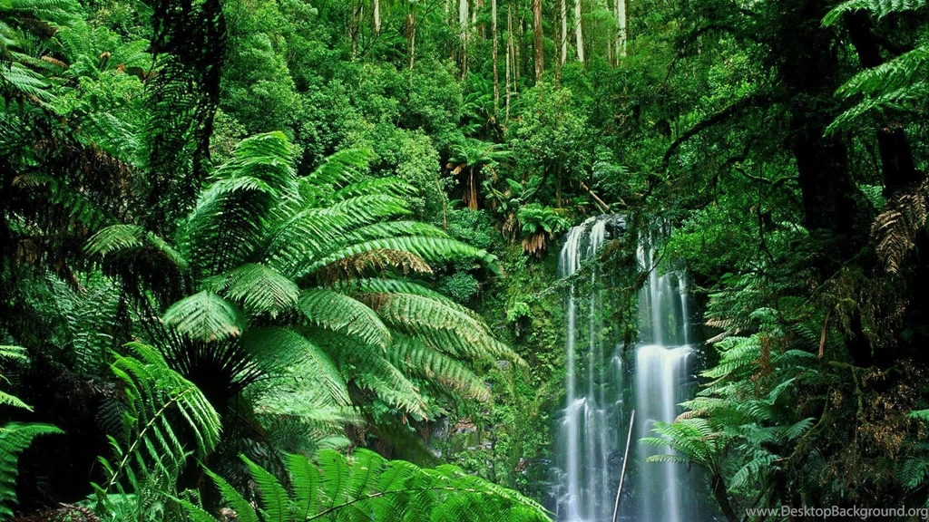 Jungle Wallpapers Full HD