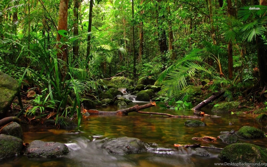 Jungle Stream Wallpapers Nature Wallpapers
