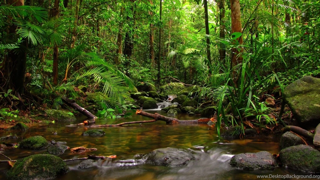 Gallery For Jungle Wallpapers