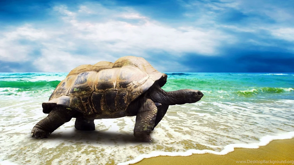 Turtle On Beach, Tropical, 2560x1440 HD Wallpapers And FREE Stock Photo
