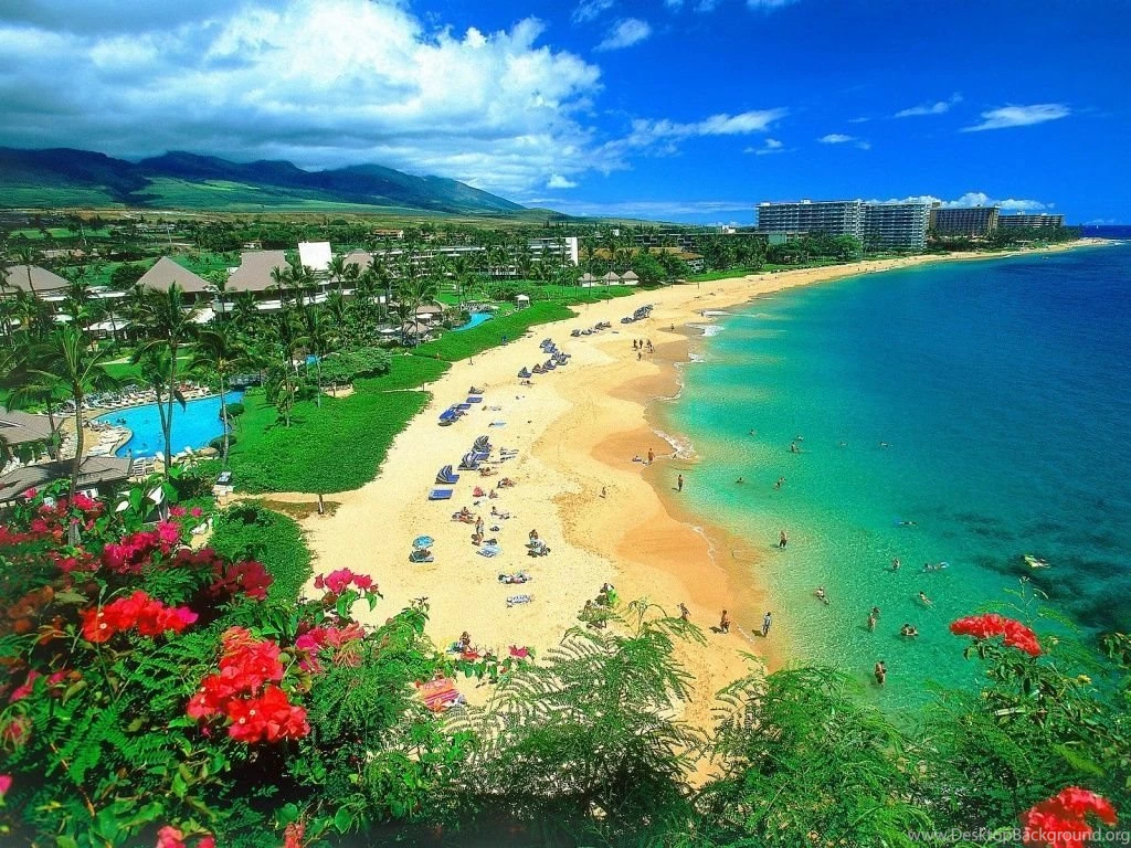 Wallpapers Tropical Island Beach Hd Palm 1024x768