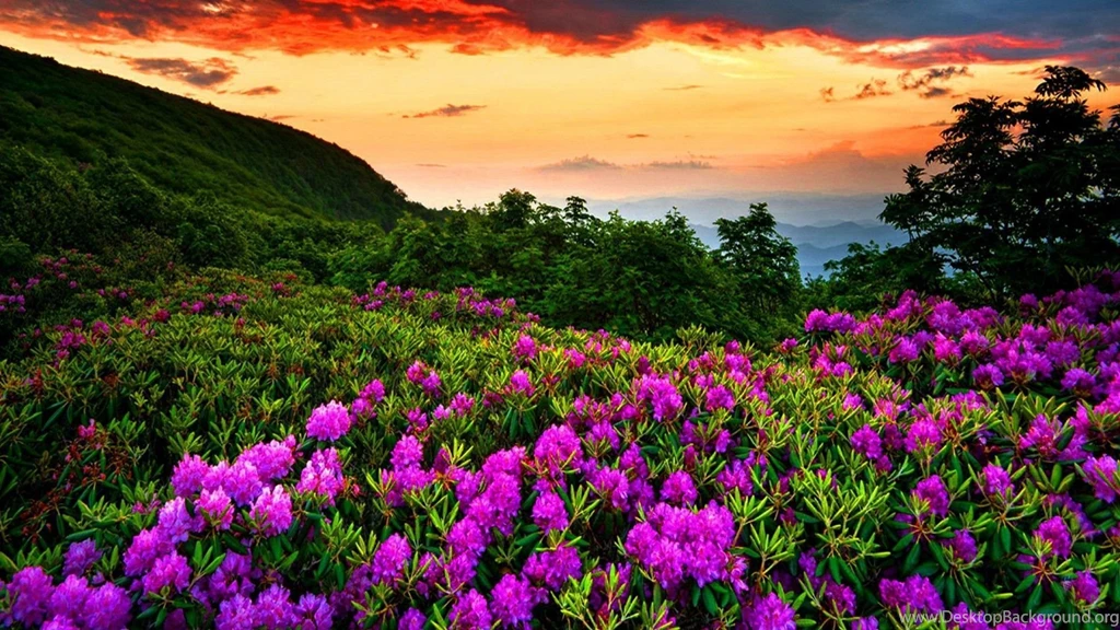 Beautiful Nature Wallpapers Spring